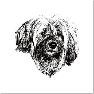 Tibetan Terrier Face Design - A Tsang Apso Christmas Gift Posters and Art